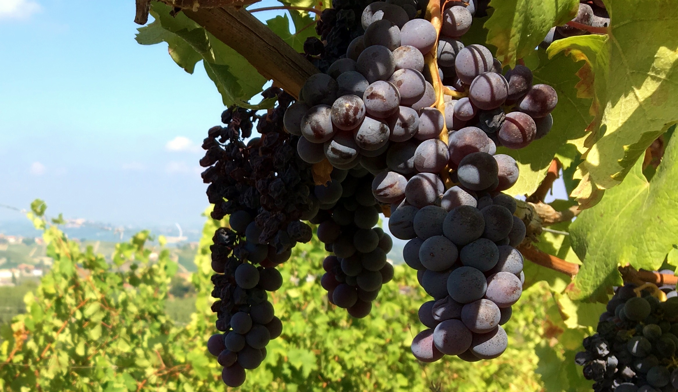 Vinmarker i Piemonte leverer nogle af verdens bedste vine