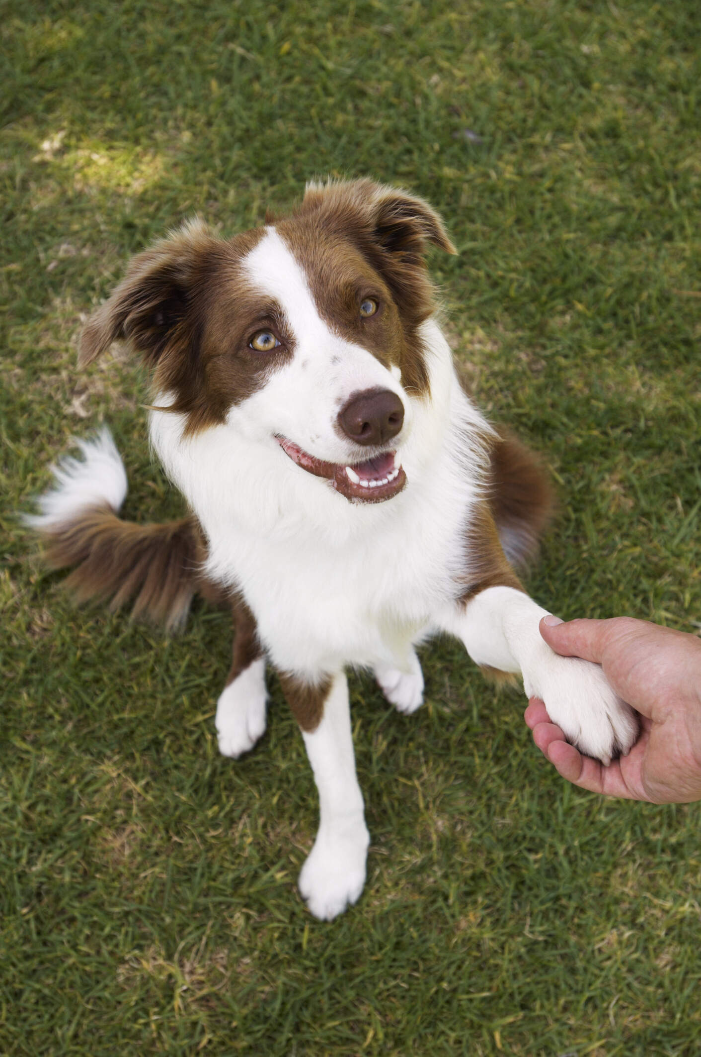 Hvis hundetræningen skal lykkes, er kontakt mellem hund og ejer en af de vigtigste øvelser at træne