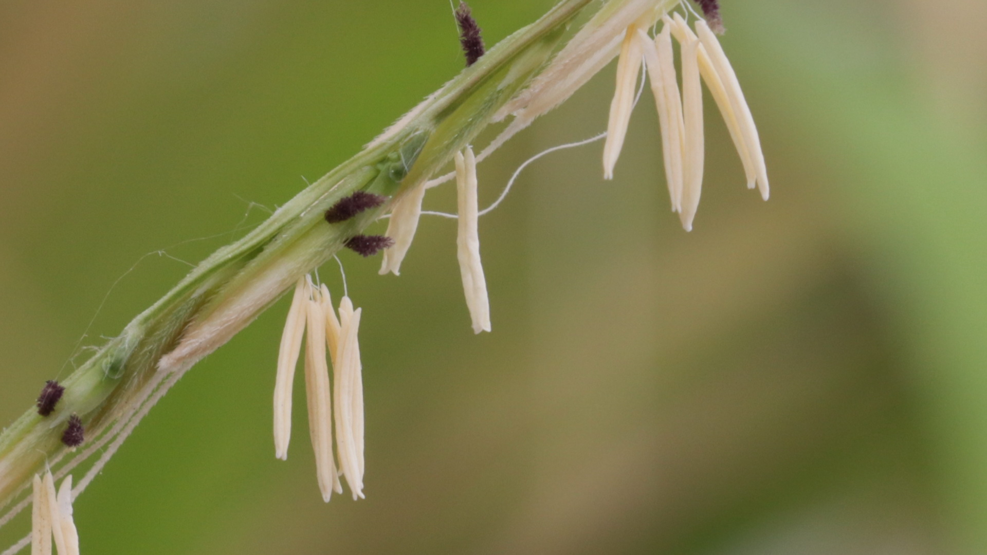 Oryza longistaminata is now also flowering in the glasshouse