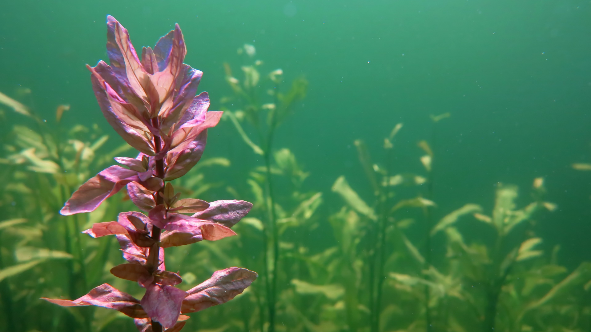 Aquatic plants are influenced by the surrounding landscape