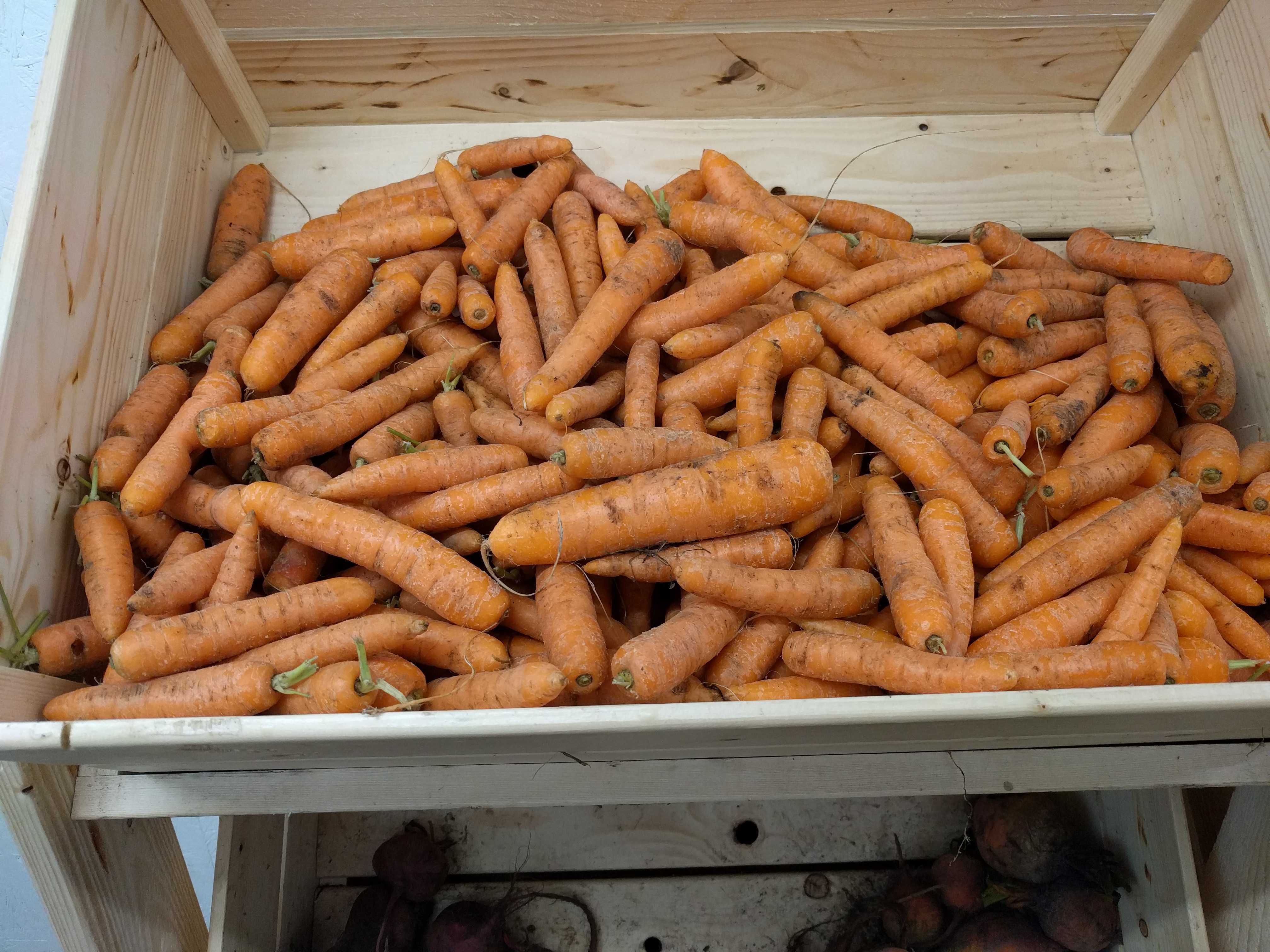 Økologiske Gulerødder 1 kg