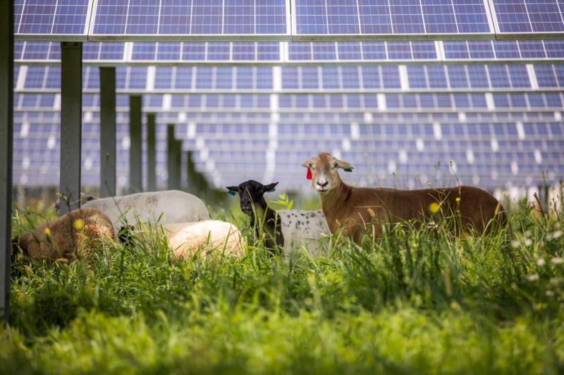 AGRIVOLTAICS – Kombiner solceller og landbrug, markanlæg der giver mening
