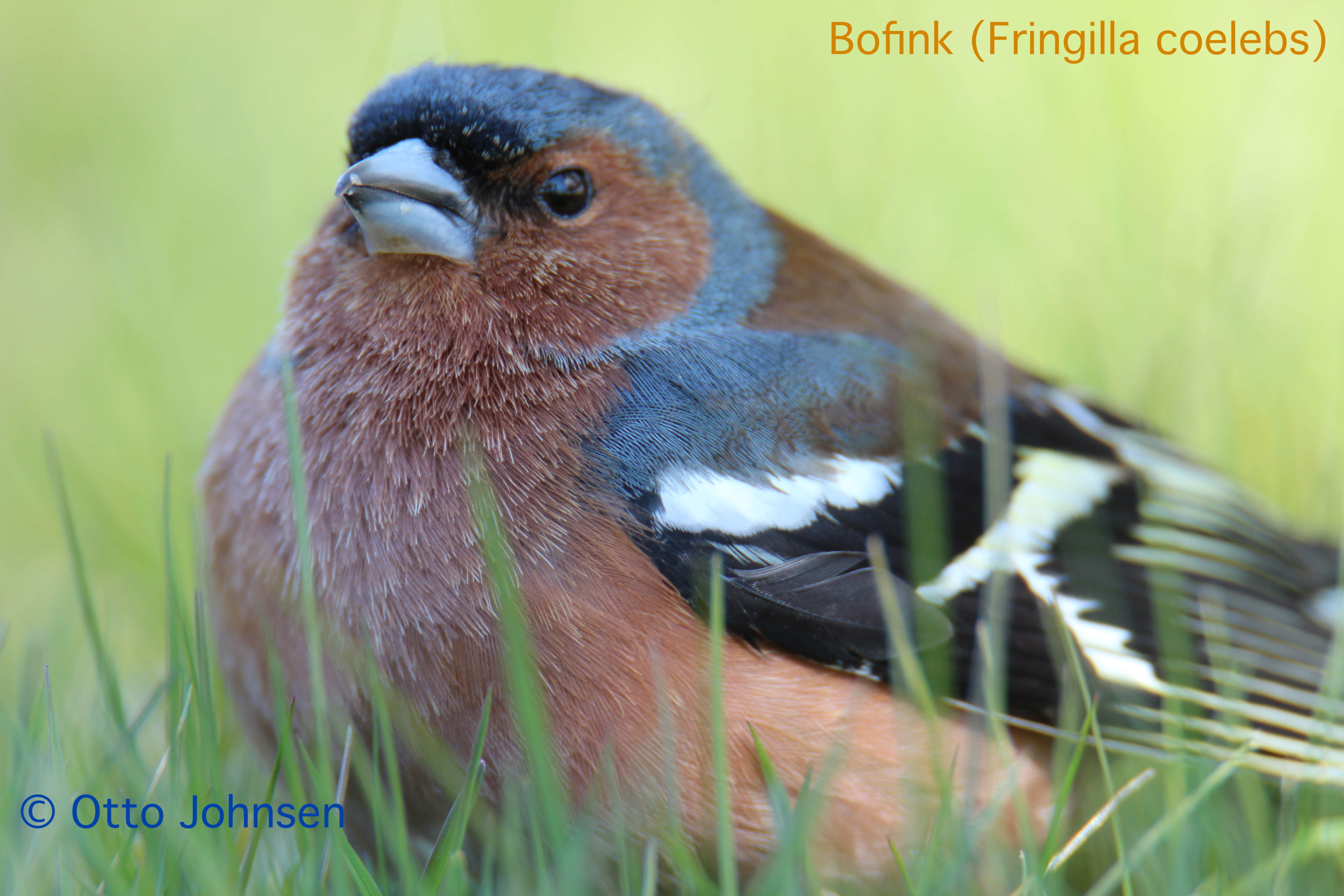 Bofink (Fringilla coelebs)