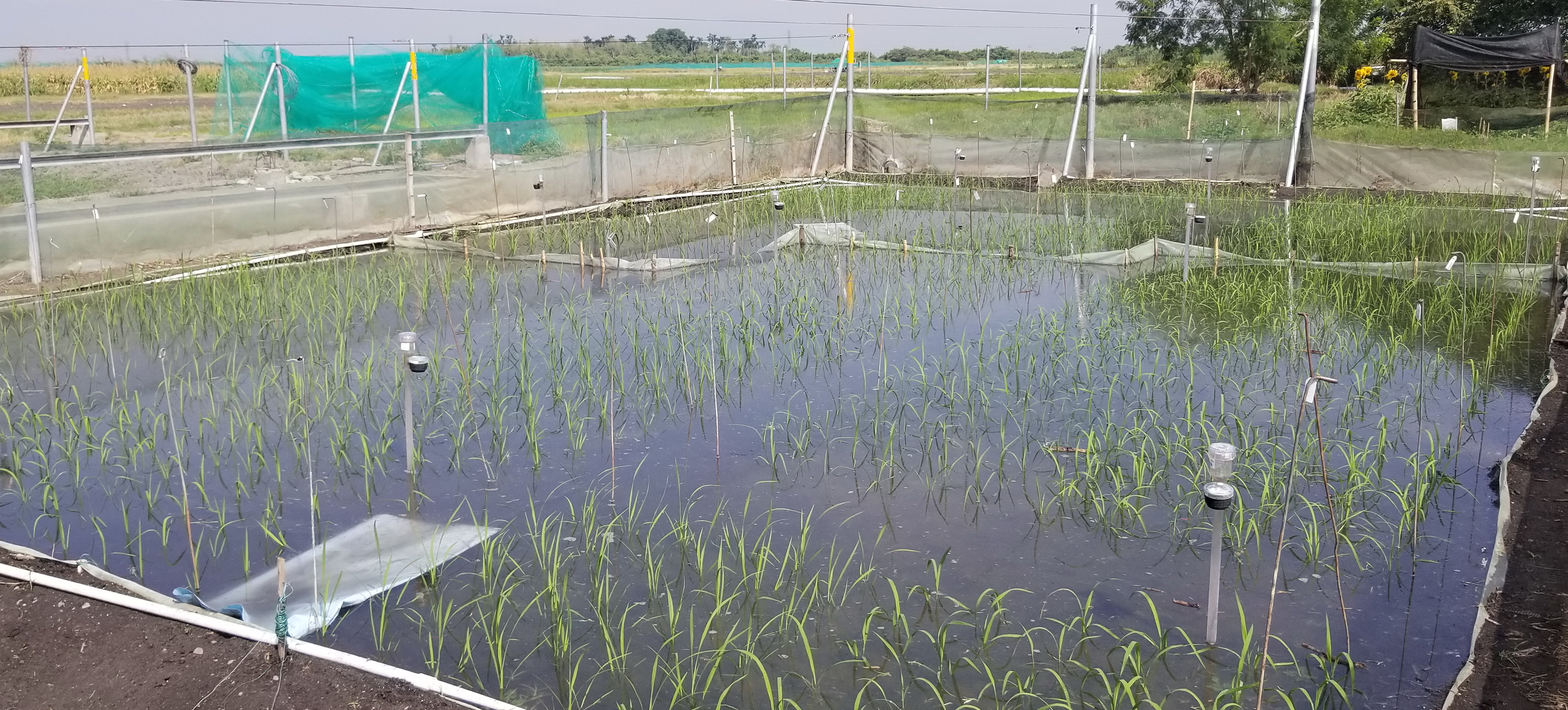 Methylene blue staining and radial water loss on field-grown rice plants
