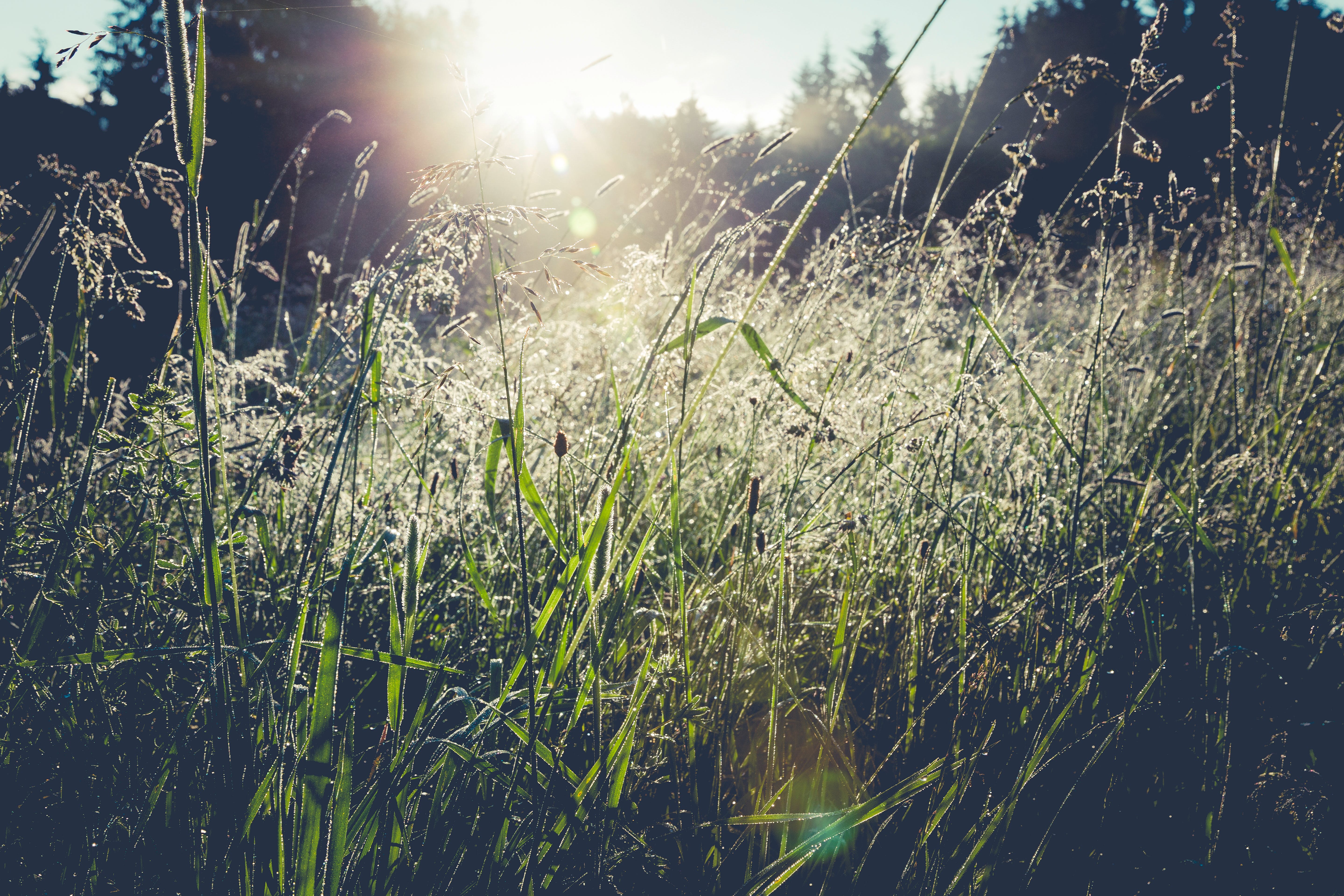 Nordisk Sjæl, Naturhealing, Naturterapi