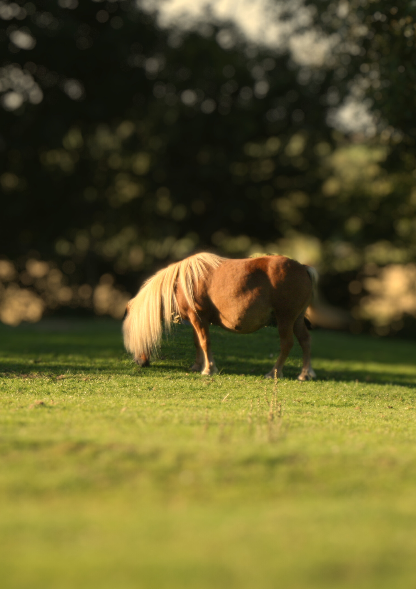 Pony, pony og pony.