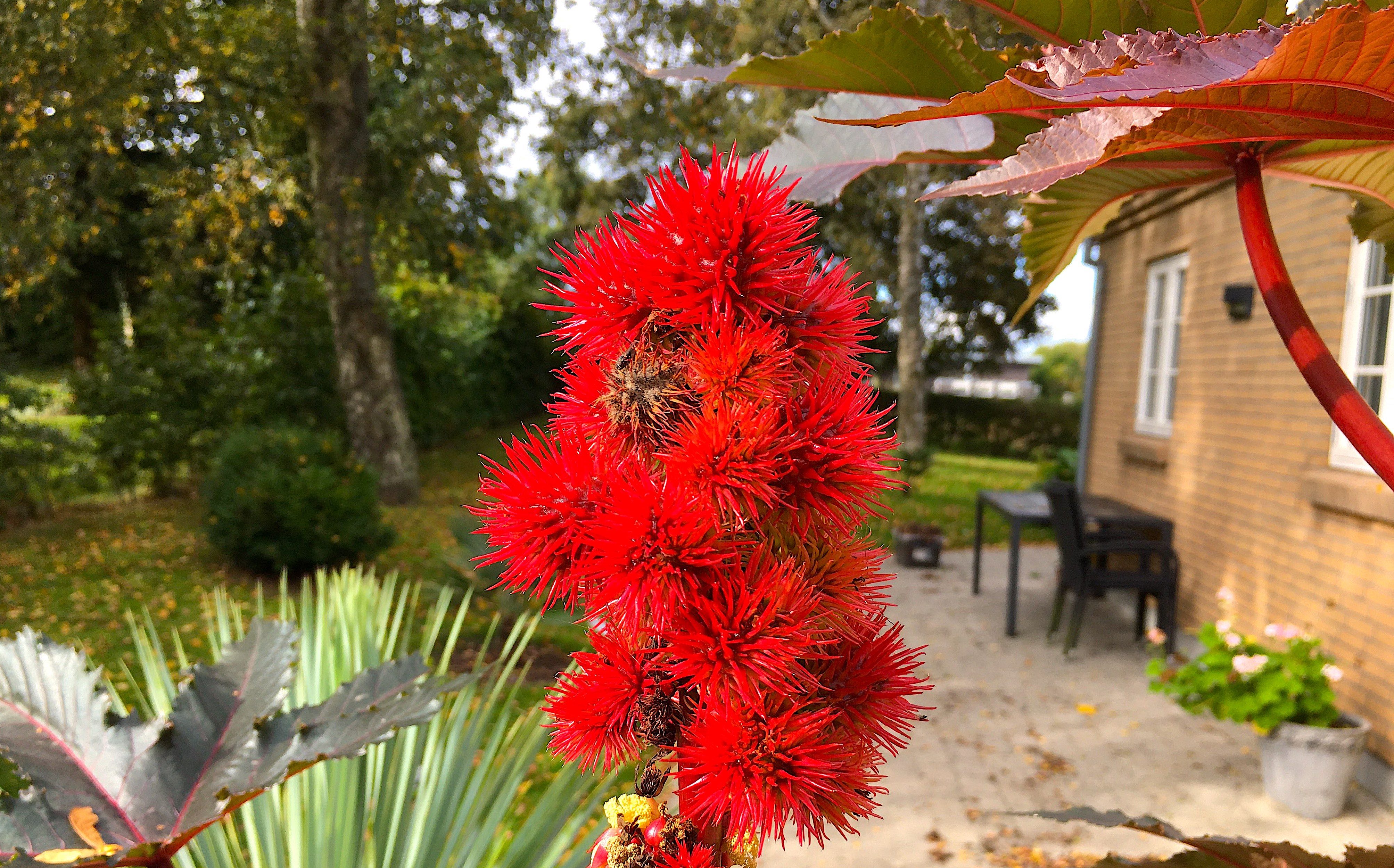 Ny video om det Ricinus