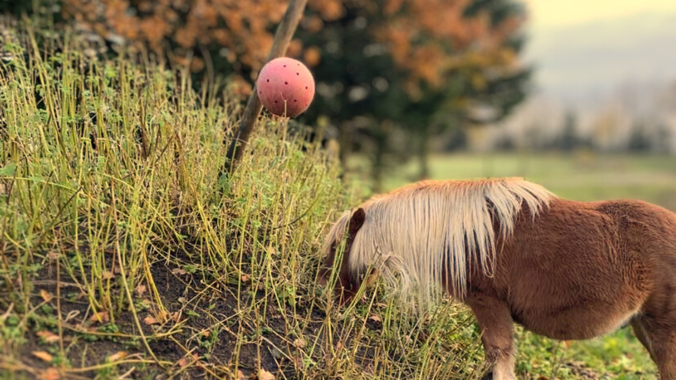 pony står med forben op ad en lille bakke. Her trænes styrke i bagparten