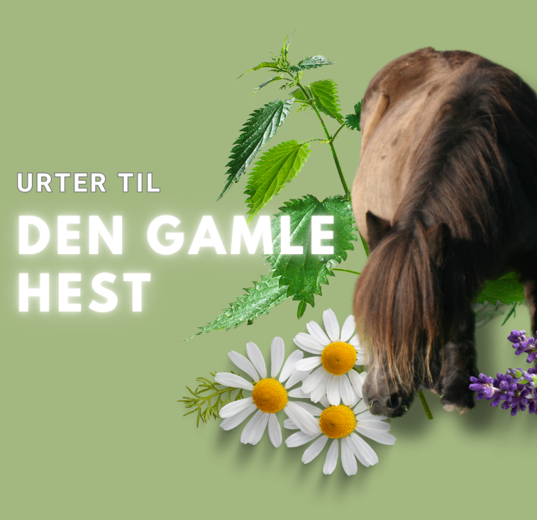 Hvor gammel bliver en hest - Senior hesten!