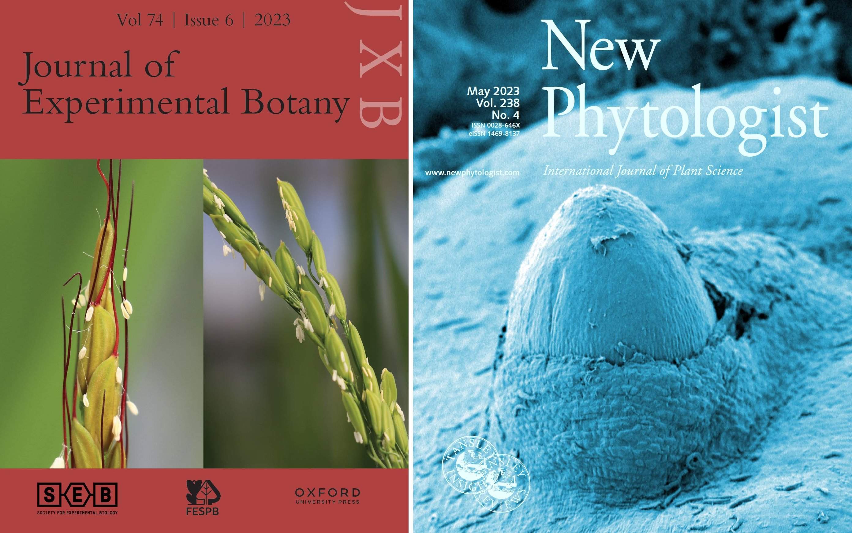 We made to the cover of Journal of Experimental Botany AND New Phytologist