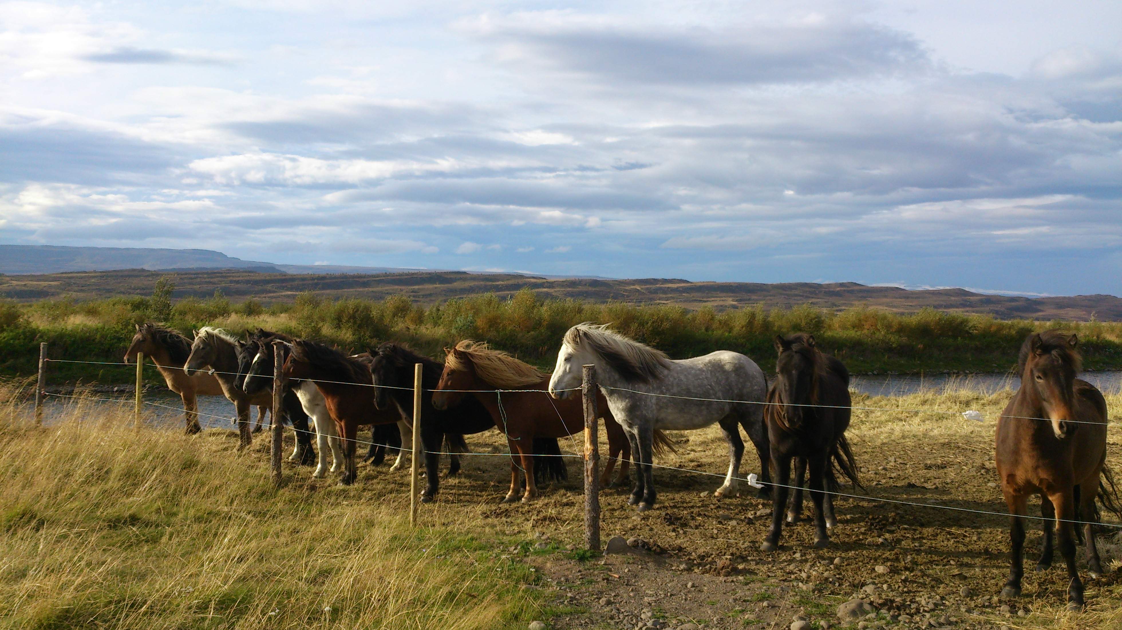 Island och dess vackra hästar