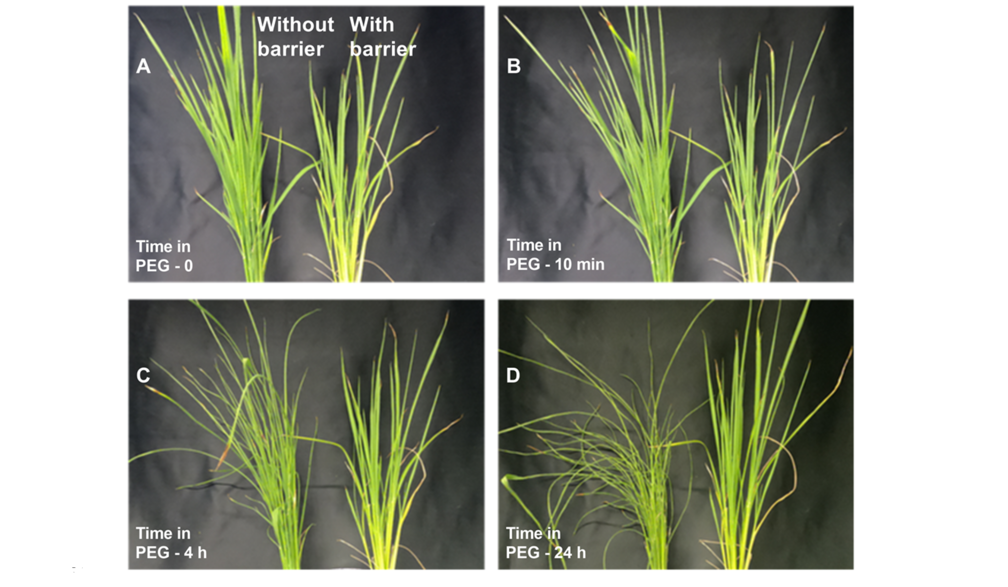 A short period of soil flooding can prime the roots of rice for drought