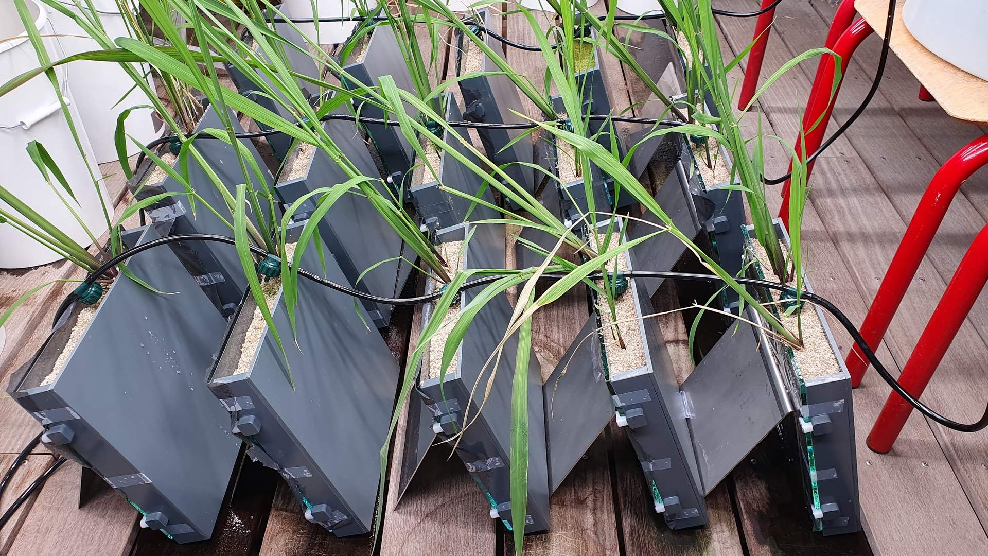 Our new custom-made rhizoboxes enable studies of roots in sand or soil culture