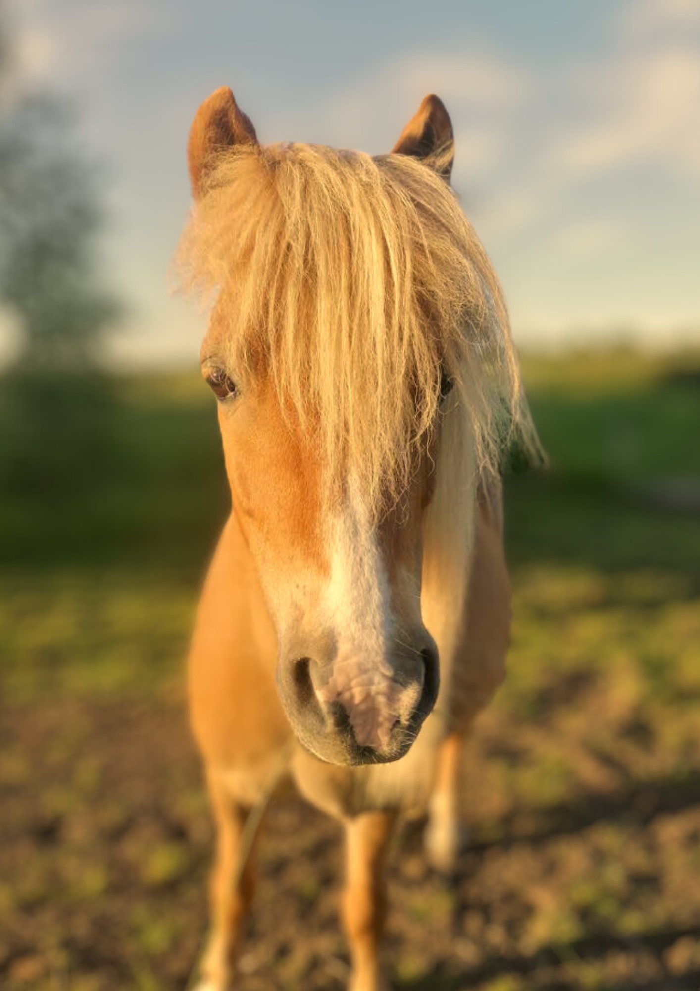 Bob - Lille shetlandspony med den største personlighed!