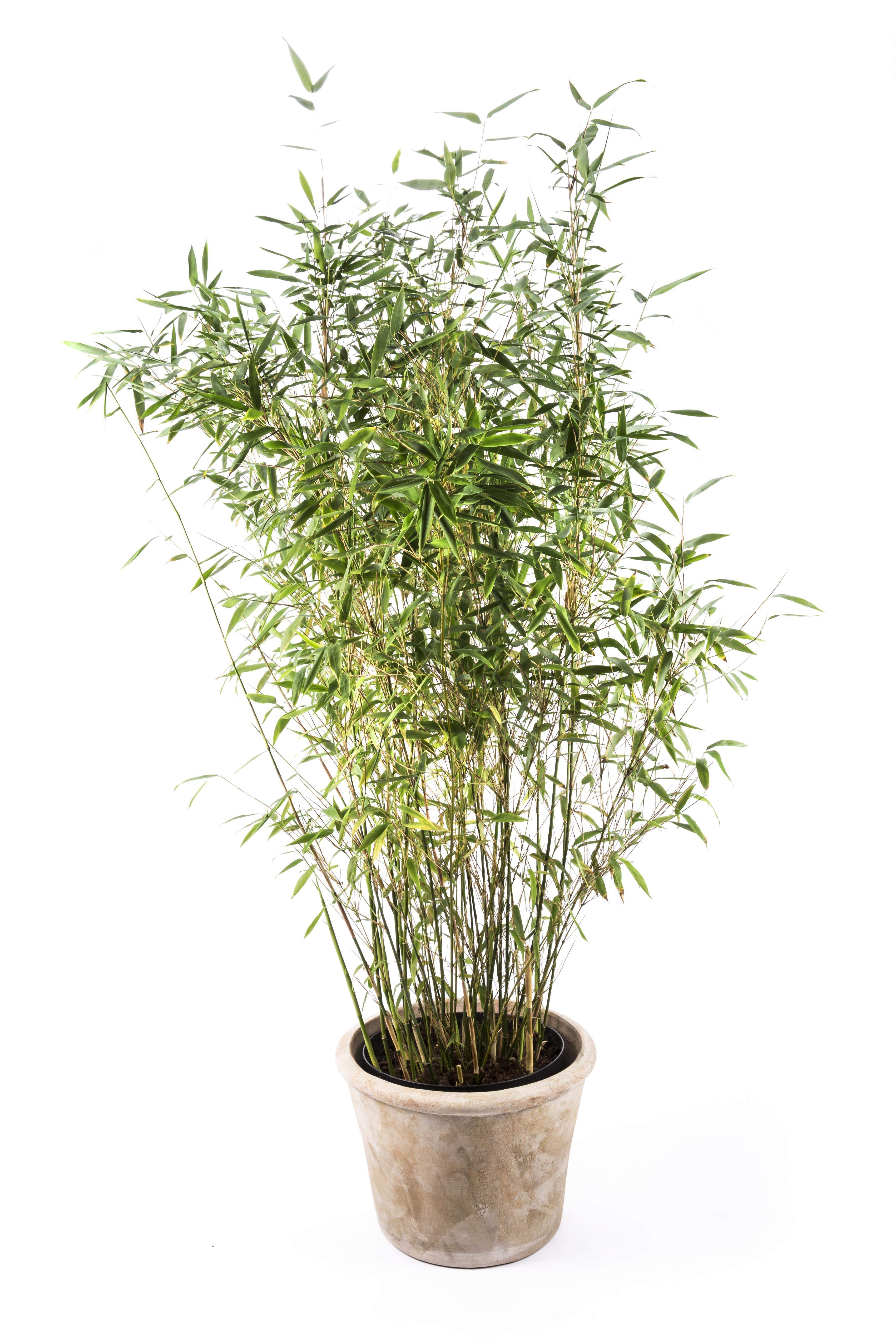 Bambus China Rohrgras Fargesia murielae Simba 40-60 cm hoch im 3 Liter Pflanzcontainer