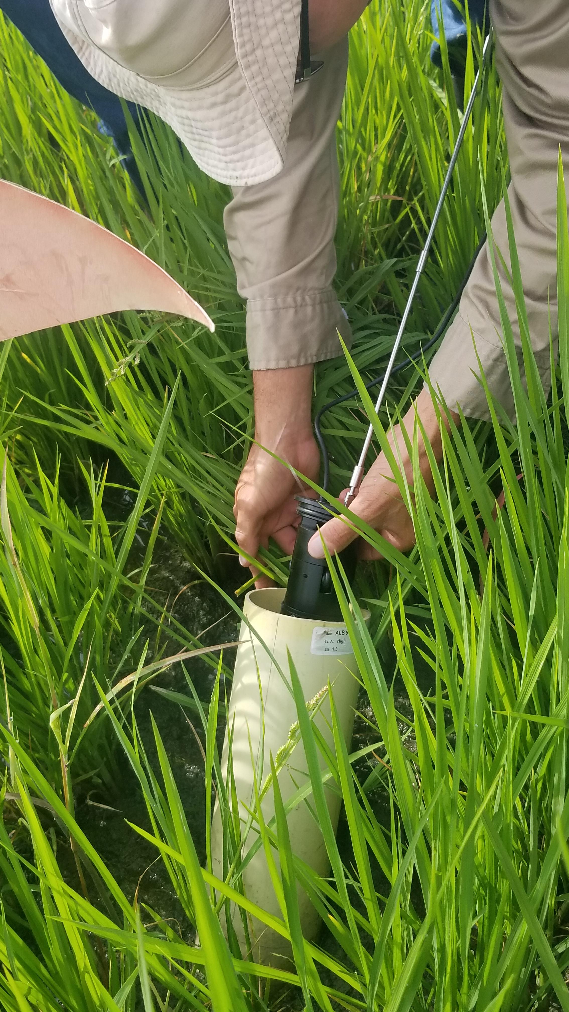 Scanning rice root in the field using root scannerjpg