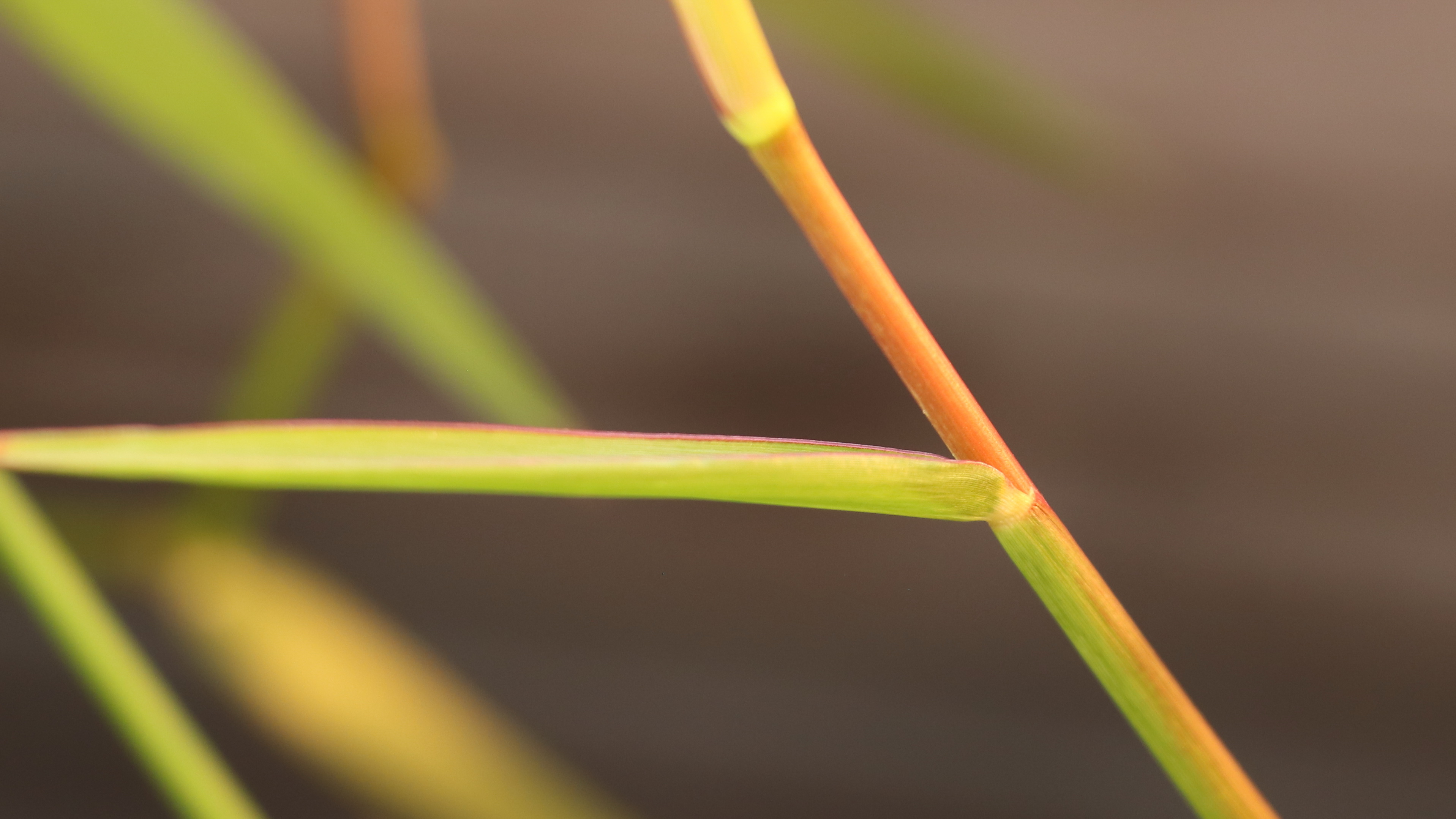 Urochloa dictyoneura_edited_9497JPG