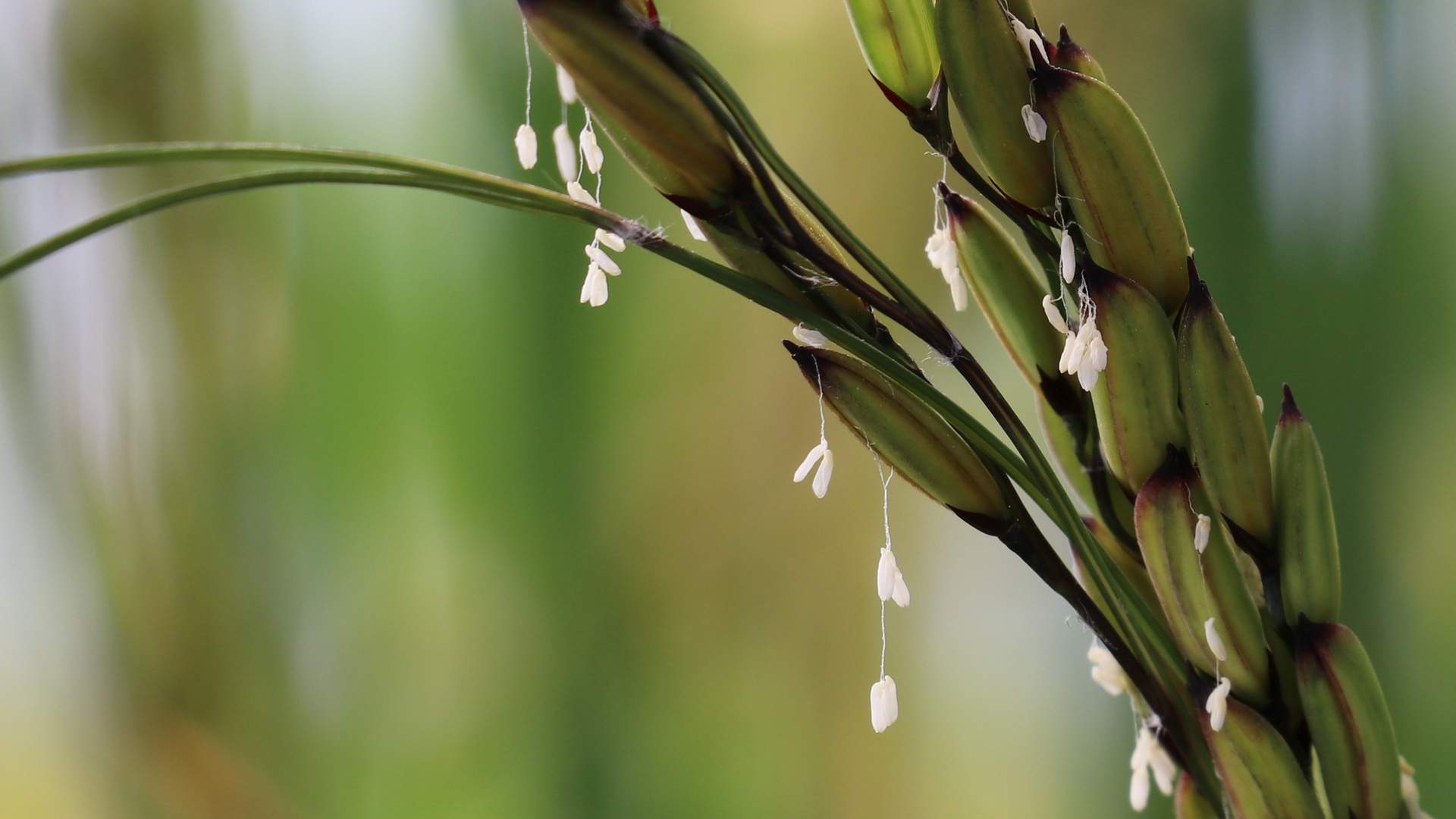 Did you know that rice can have beautiful and diverse flowers?