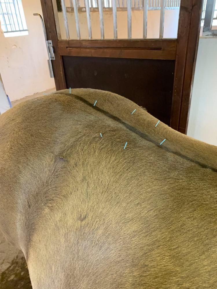 Akupunktur på hest