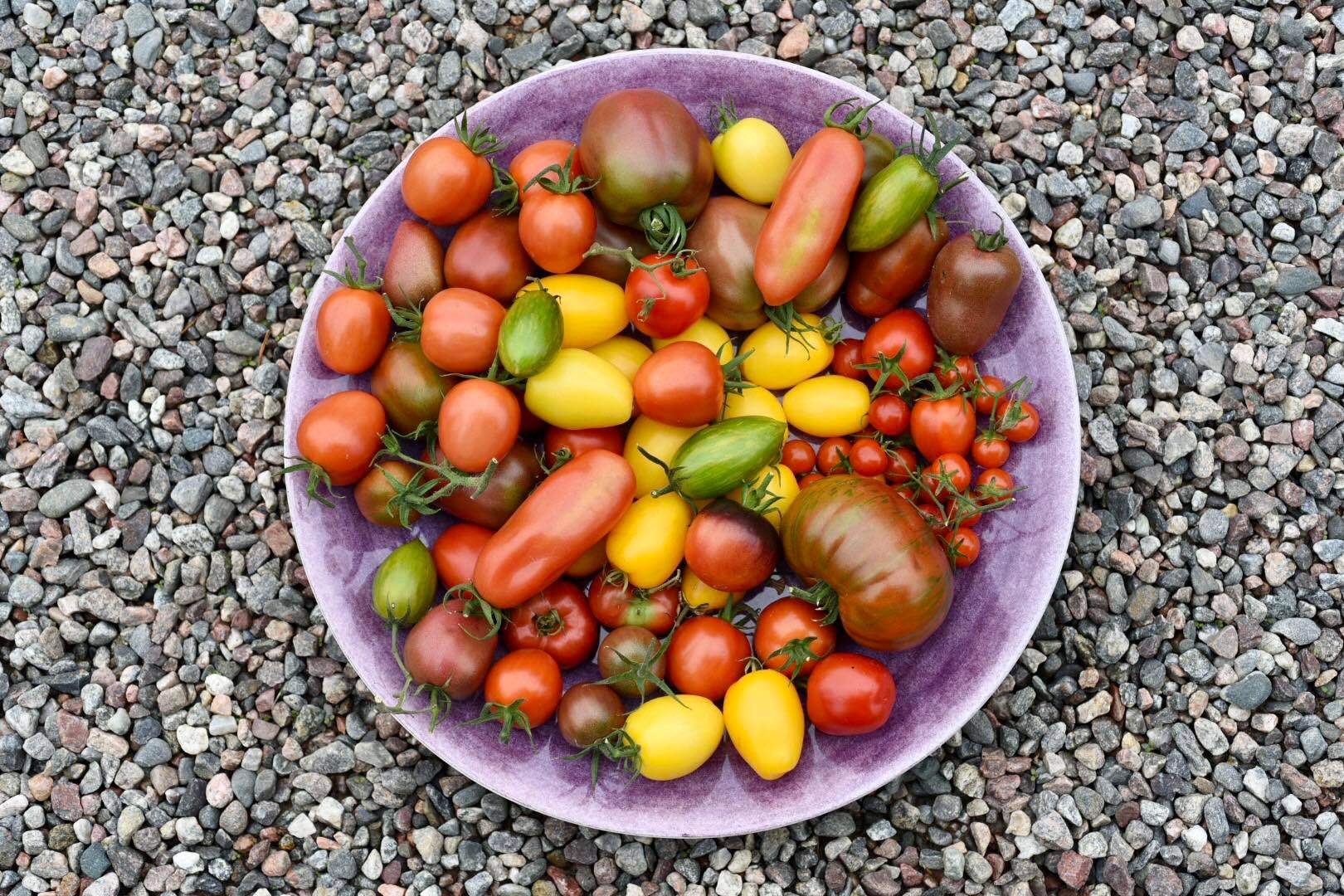 Omplantering av tomater och hur man räddar rangliga plantor