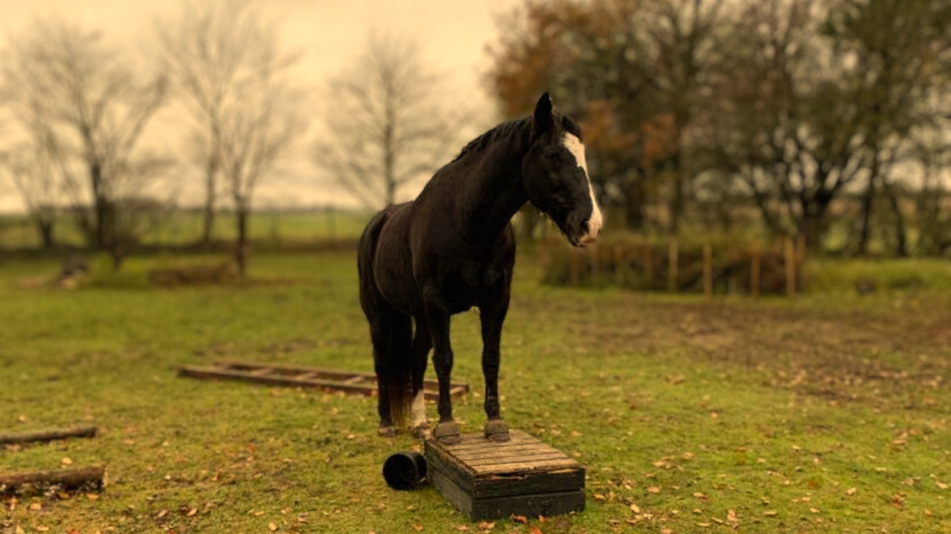 hest står på et podie med forben. Det er en del af en trecbane.