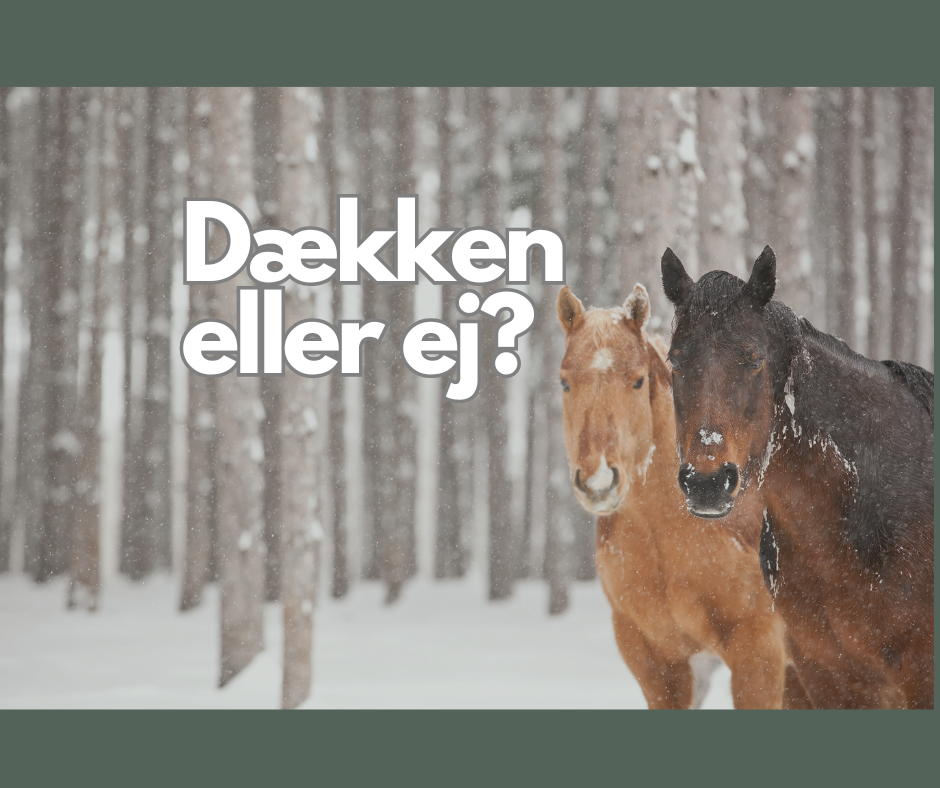 Svede som en hest - Dækken eller ej?