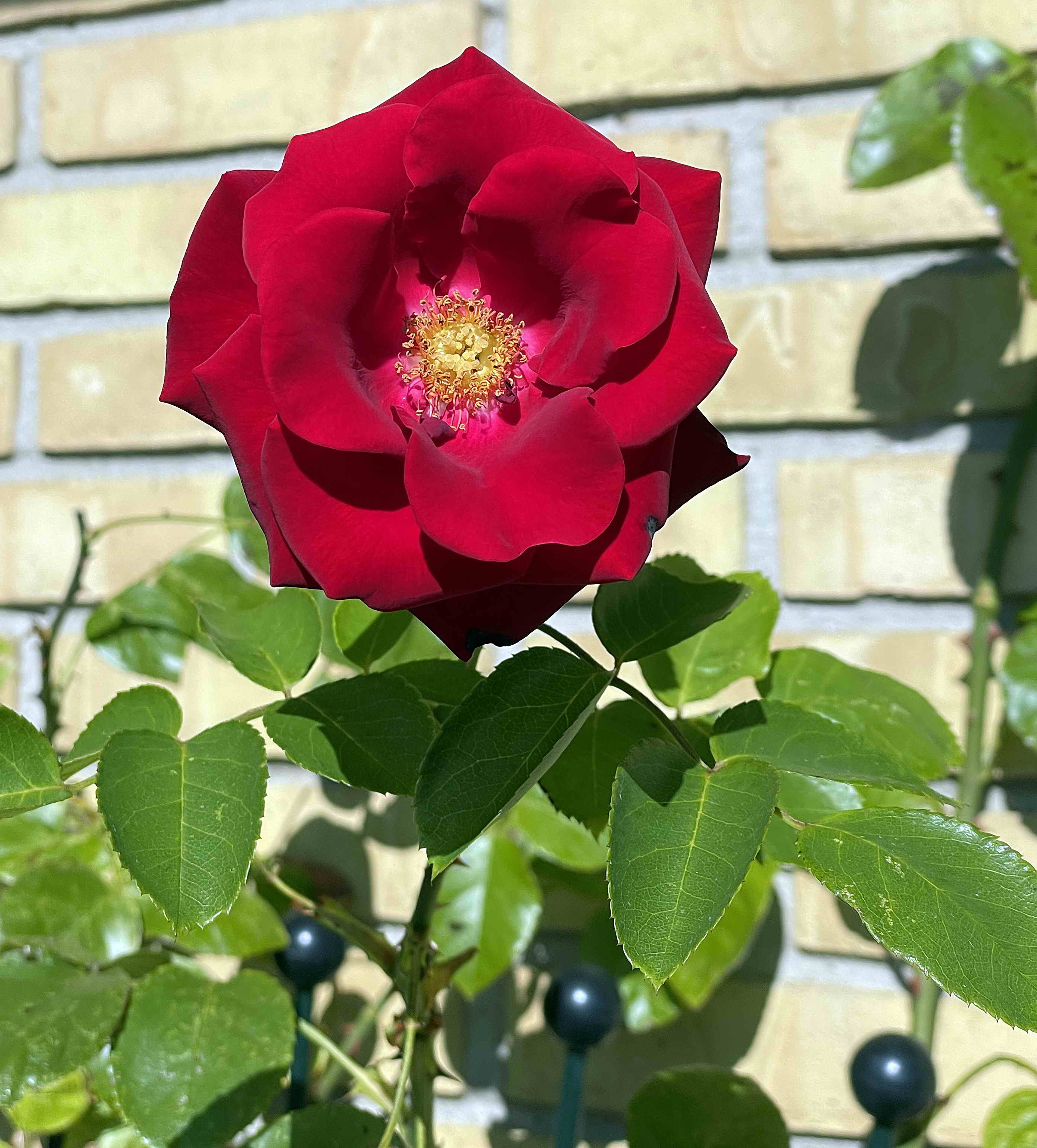 Desværre kan du ikke dufte denne rose via  hjemmesiden, men jeg kan gå ud i haven og nyde duften