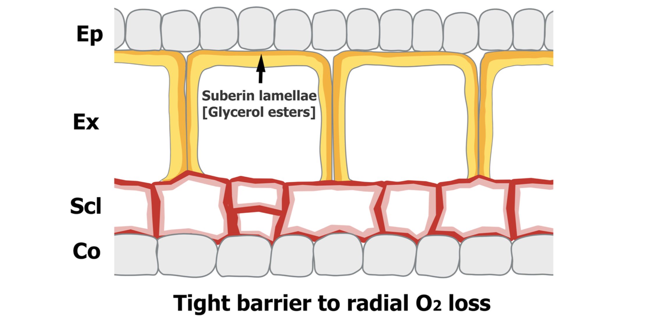 The role of LGF1 in rice roots: Keeping oxygen where it's needed