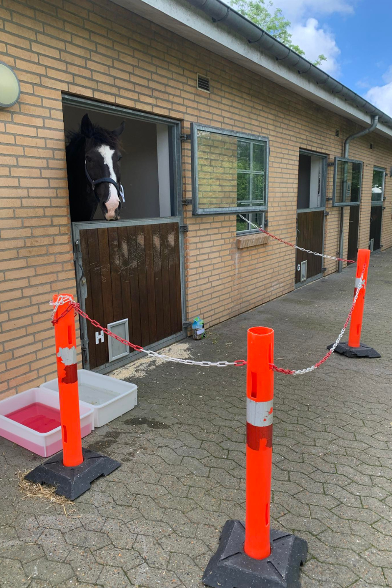 Da Konnie The Ponni kom på Hestehospital!