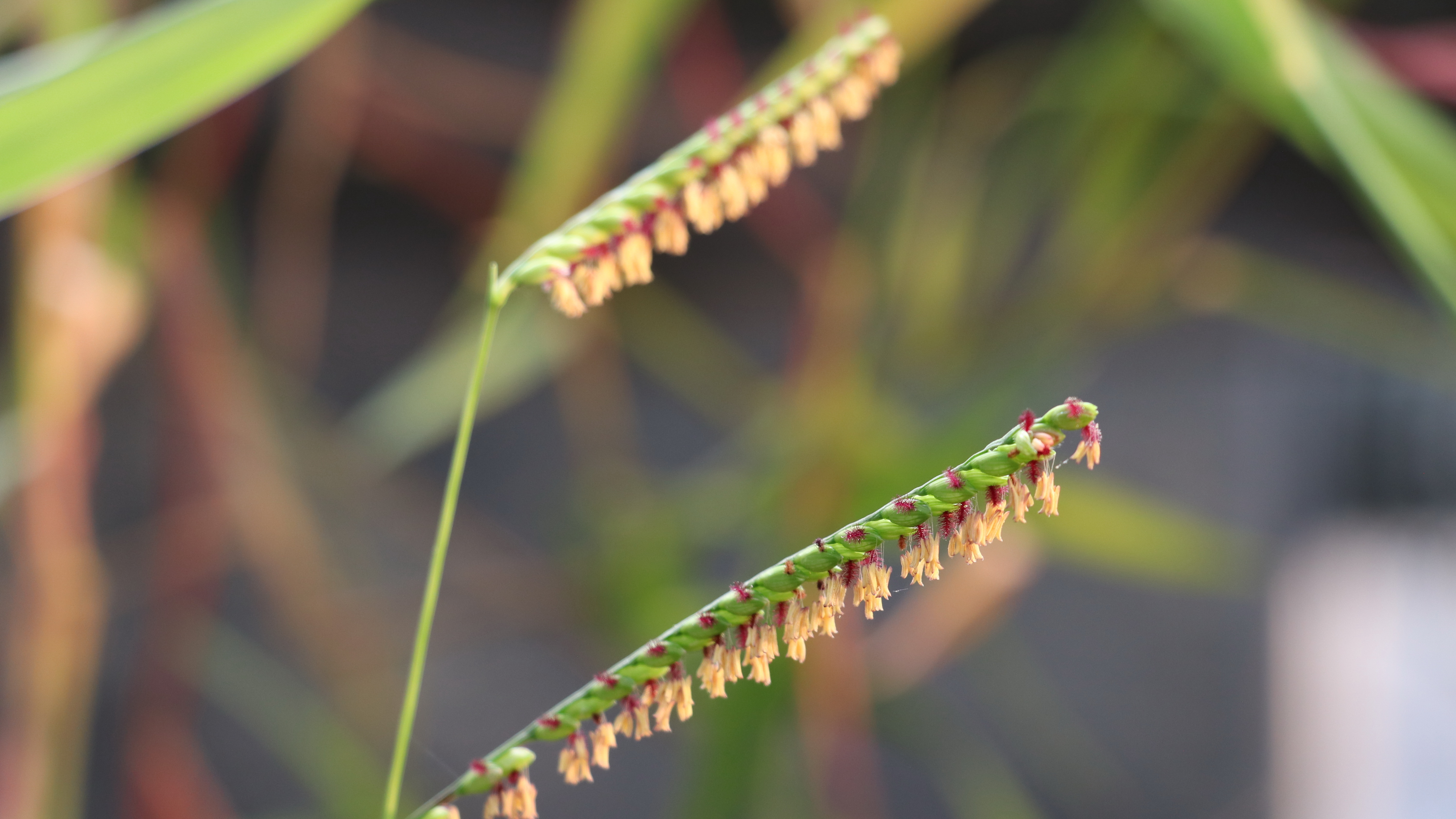 Urochloa dictyoneura_edited_9506JPG