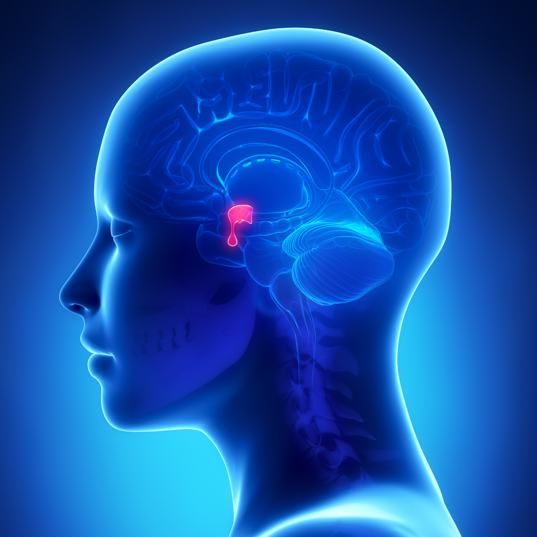 Hypofyse insufficiens efter hjernerystelse og/eller piskesmæld