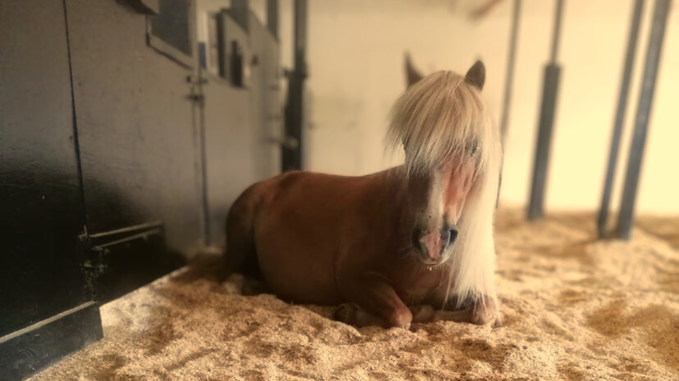 Lille rød pony sover i løsdrift