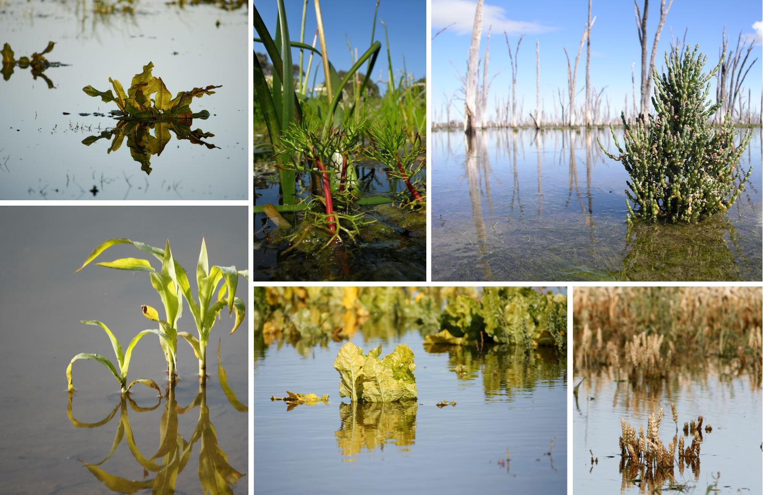 We have edited a special issue in Functional Plant Biology on flooding and hypoxia stress