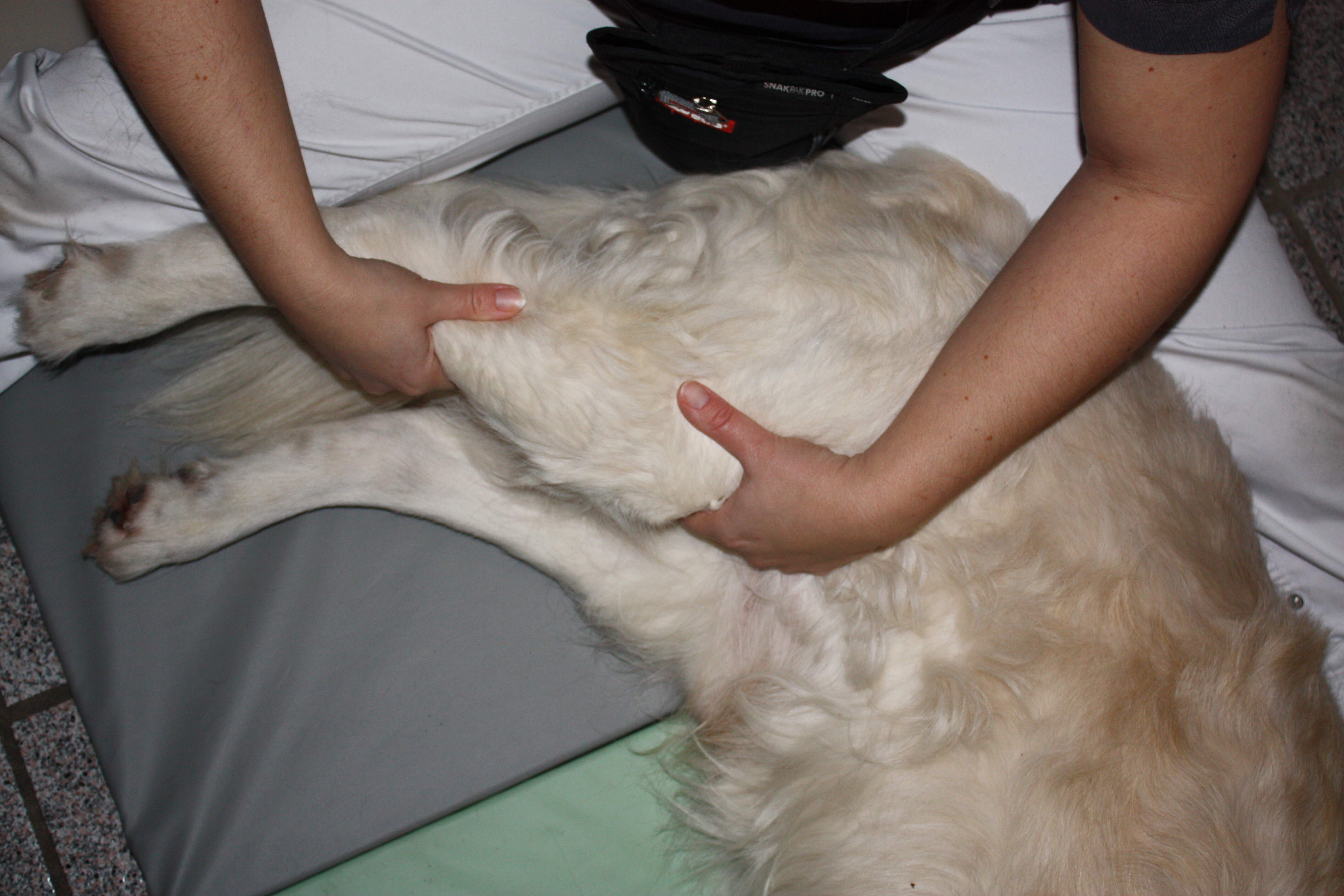 Genoptræning massage dyre fysioterapi til dyr hund hunde kat katte fys terapi dyrefys hundefys hundemassage hundetræning rehabilitering fystildyr