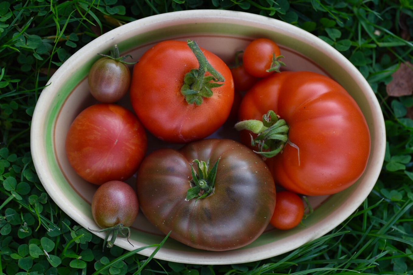 Varför man ska odla egna tomater