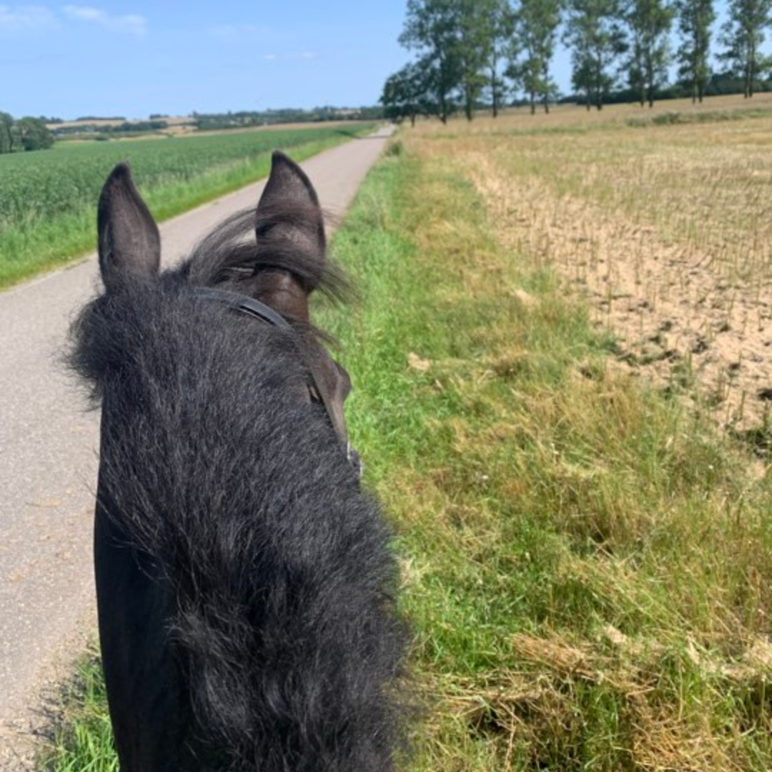 Lær din hest STOP-signal til enhver situation!