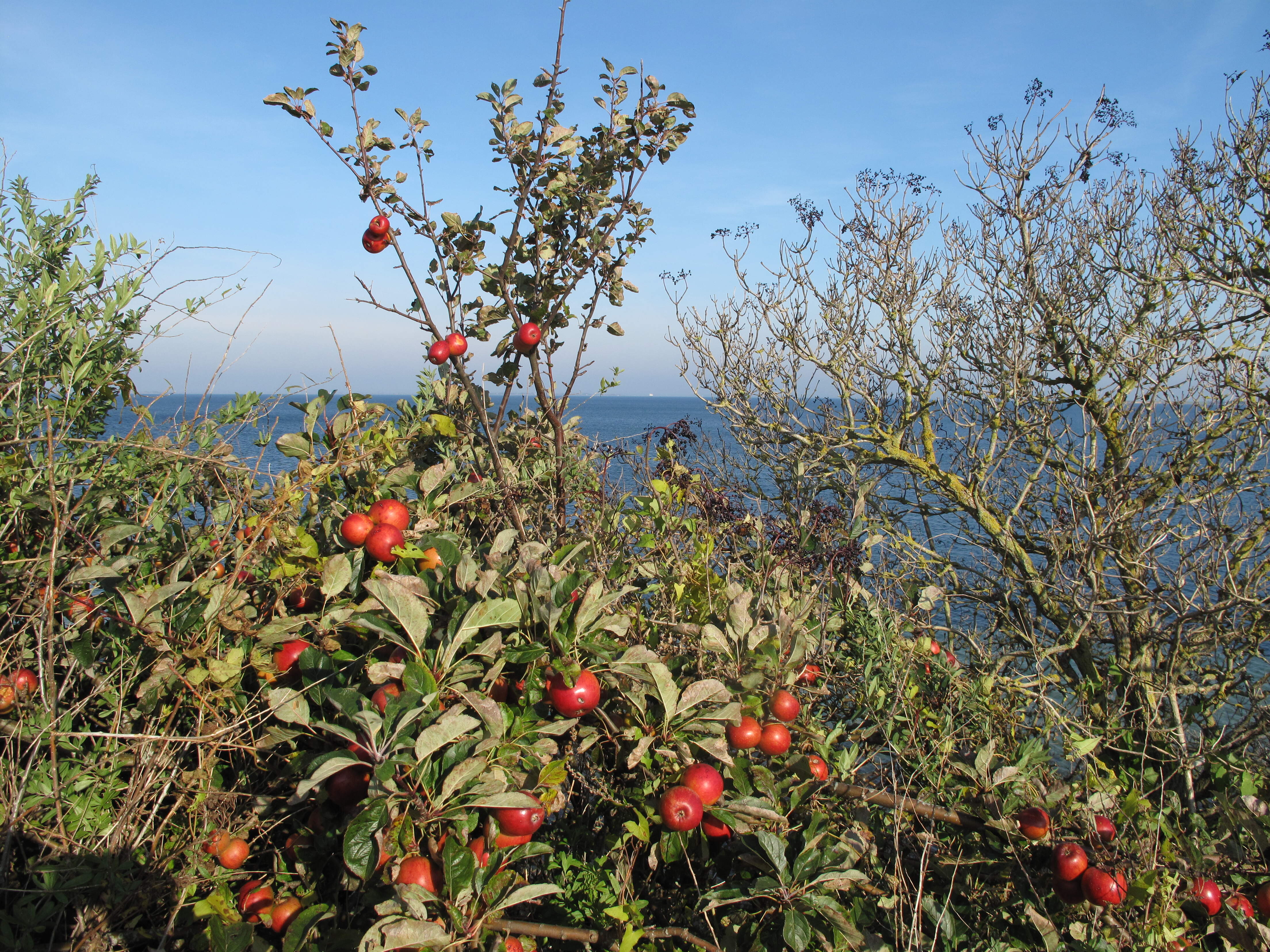 Pluk vilde mirabeller, æbler, nødder og hyldebær, når sensommeren og efteråret kommer!