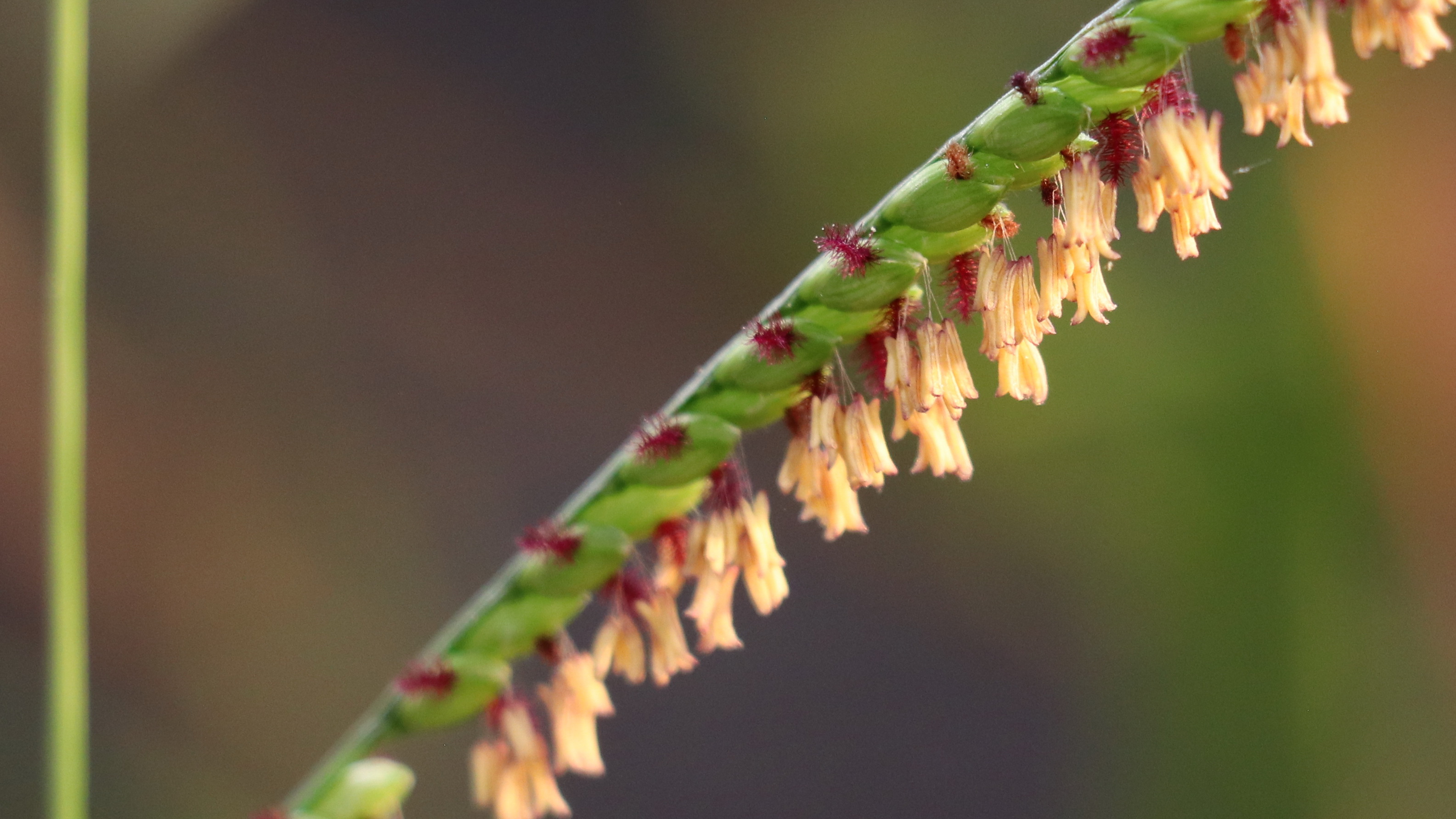 The beauty of grass flowers: Urochloa dictyoneura