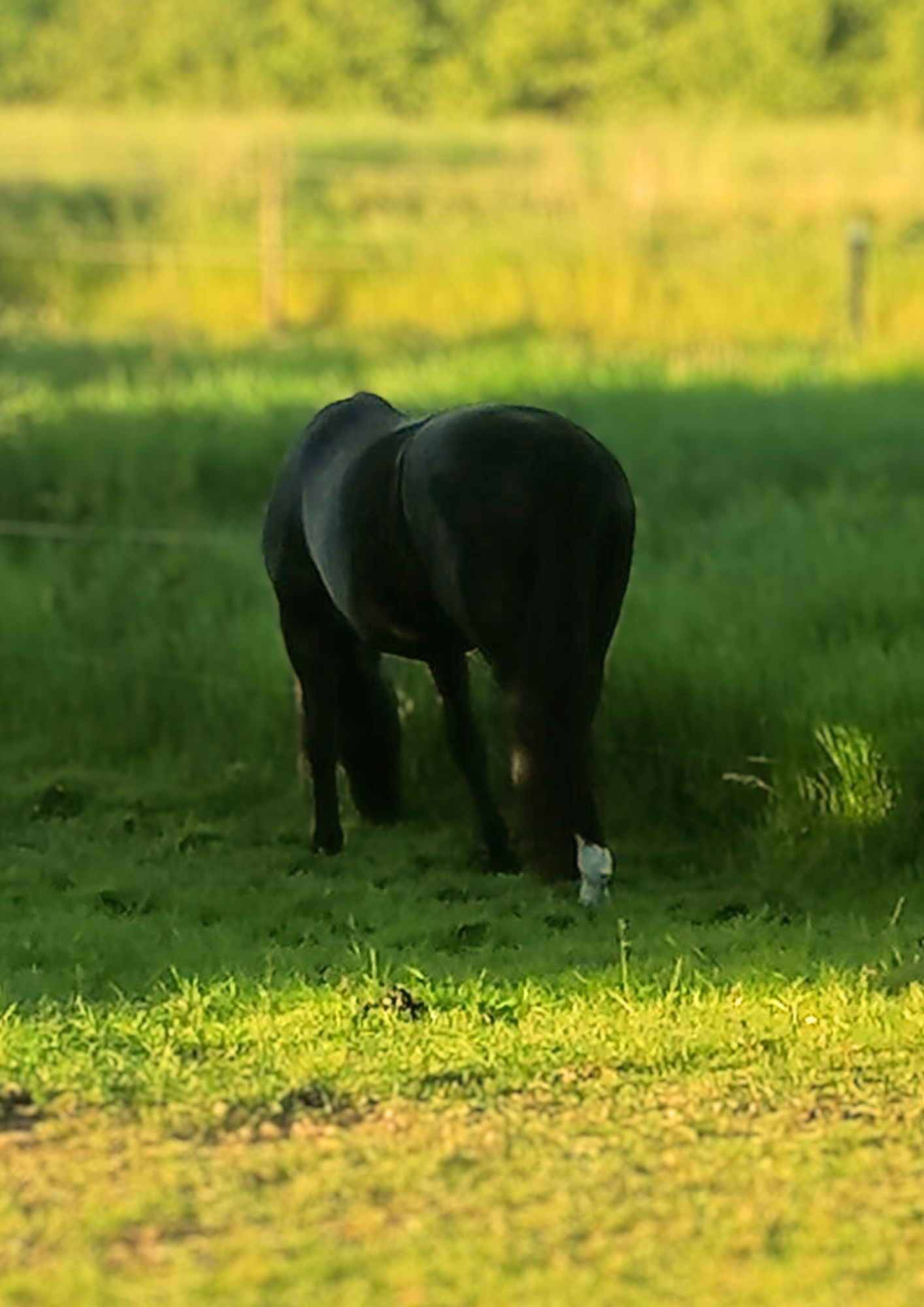 Gode urter og planter på heste folden