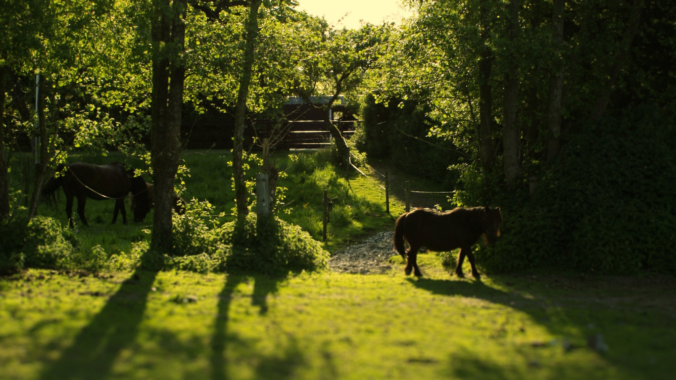 lille pony på en ehstefold omkranset af træer