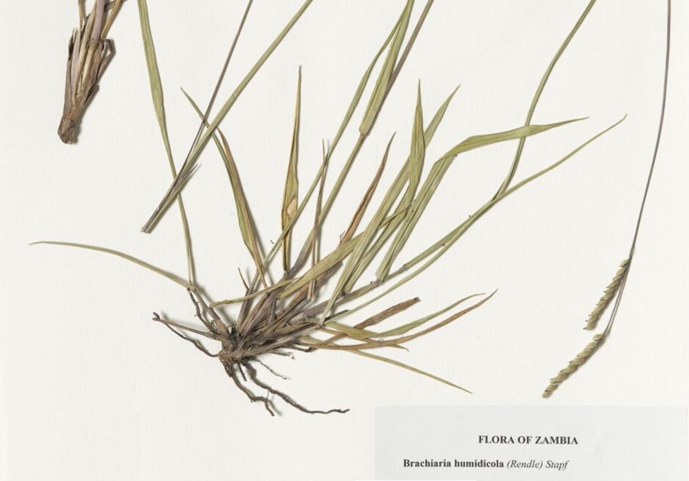 Urochloa dictyoneura_HerbariumJPG