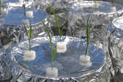 Rice hydroponics 1 by Ole Pedersenjpg