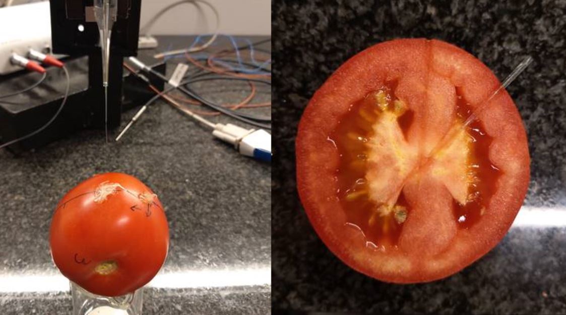 Tomato broken sensorJPG