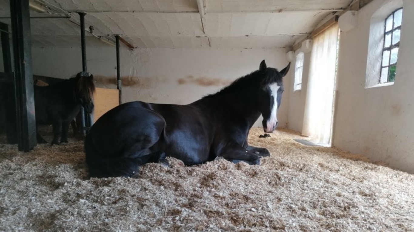 Sort hest ligger ned og sover i en løsdrift