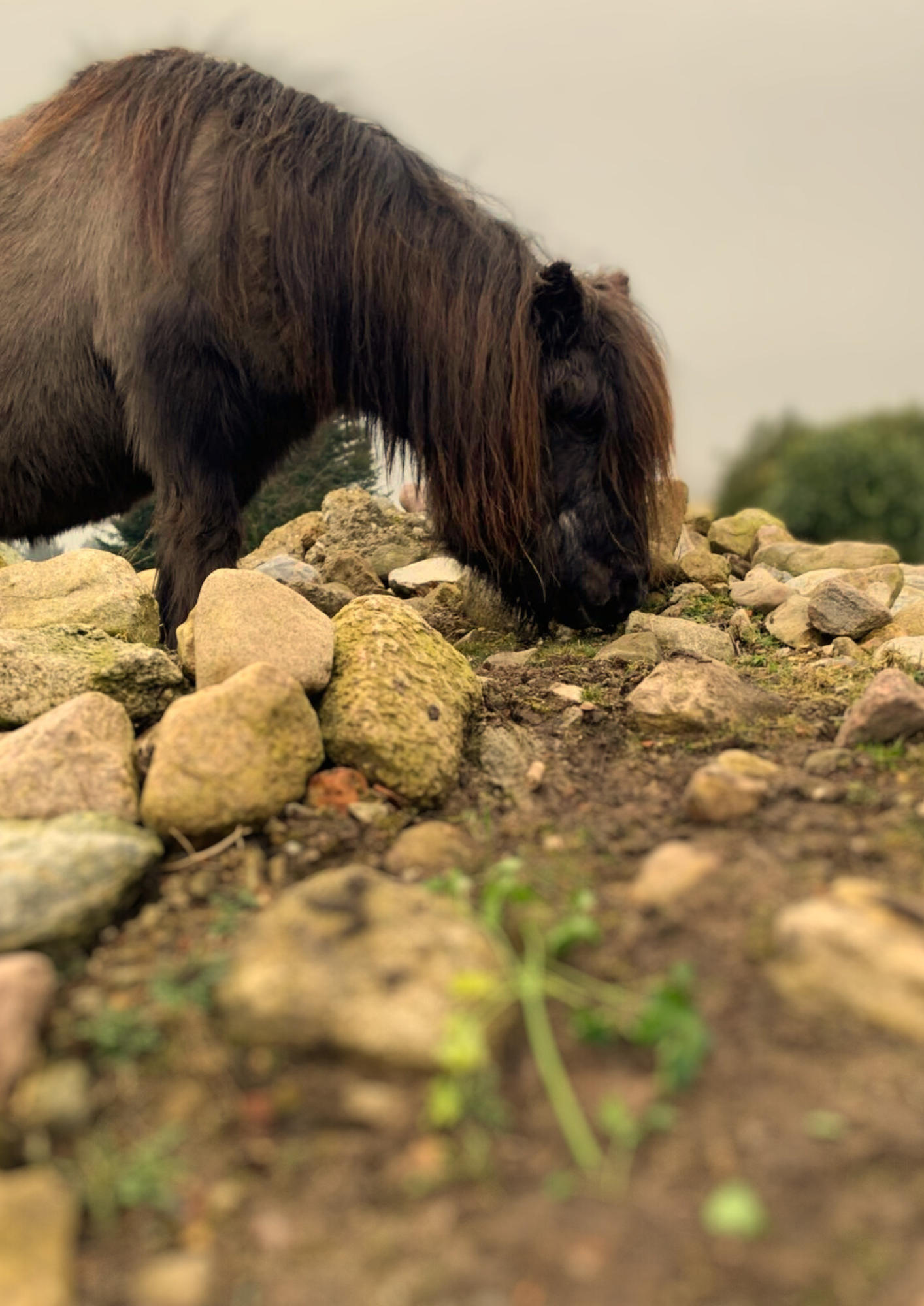 Pony aktiveres og motiveres til fødesøgning imellem marksten