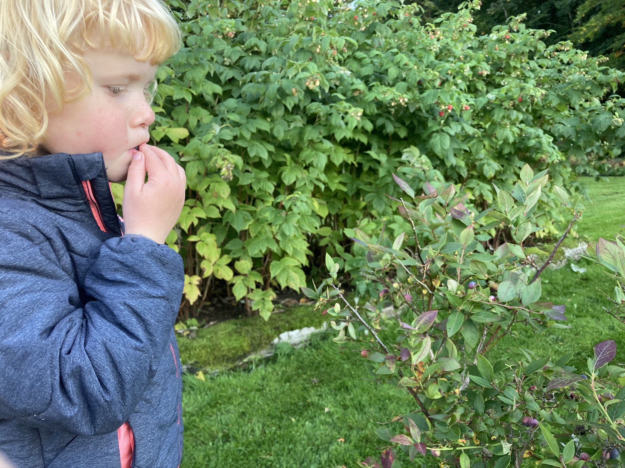 Blåbær og hindbær i den spiselige have