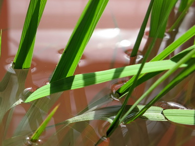 Leaf gas films on deepwater rice by Ole Pedersenjpg