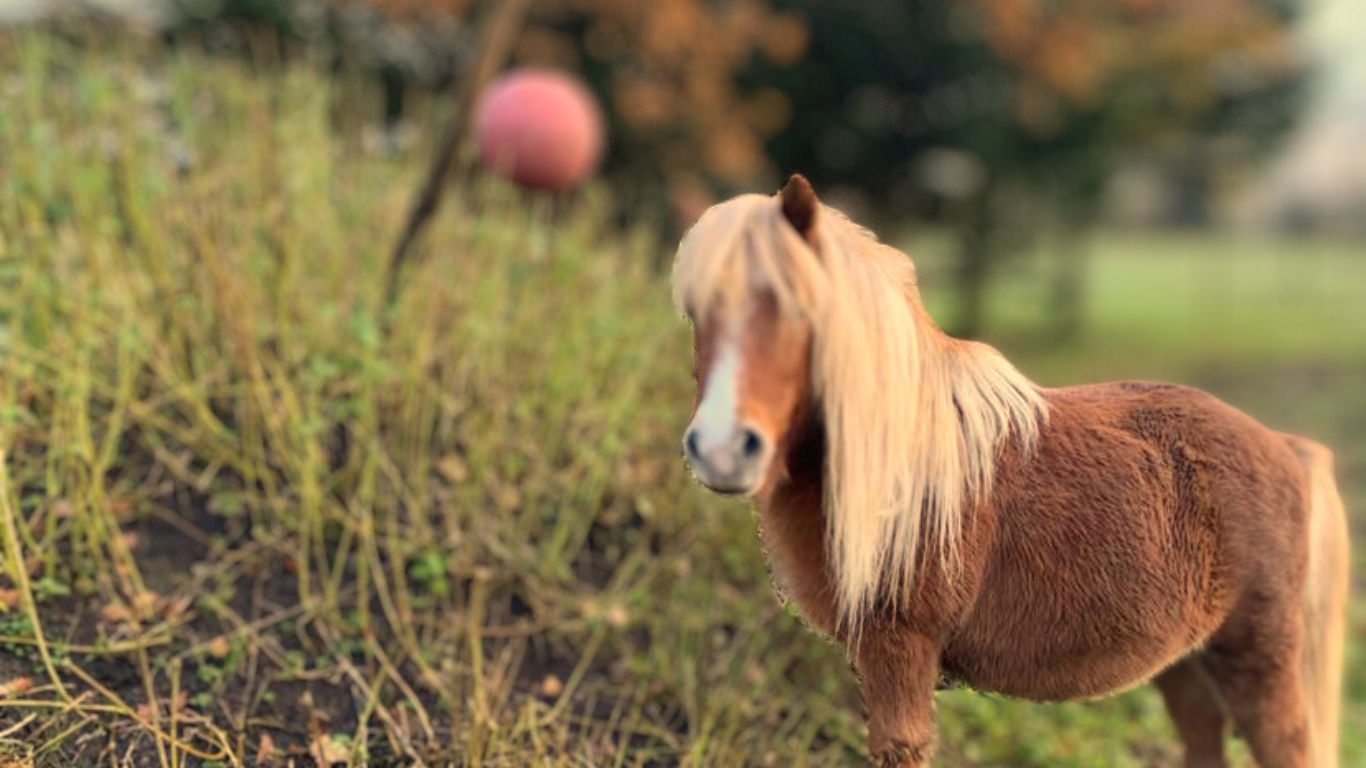 Aktivering og legetøj til  hest