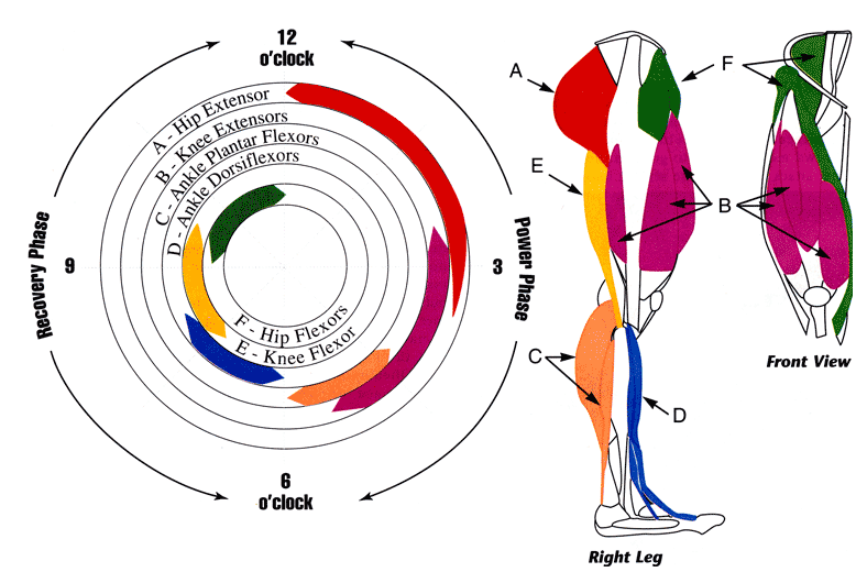 Same muscle group used as on outdoor biking