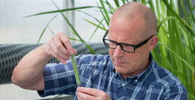 Professor Ole Pedersen inspection a rice leaf